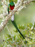 Close-Up of Resplendent Quetzal Perching on a Branch, Savegre, Costa Rica Photographie
