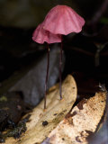 Close-Up of Mushrooms, Madagascar Photographic Print