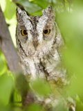 African Scops Owl Perching on a Branch of a Tree, Tarangire National Park, Tanzania Photographic Print