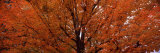 Maple Tree in Autumn, Vermont, USA Lámina fotográfica por Panoramic Images