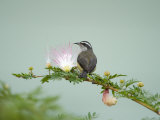 Bananaquit Perching on a Eucalyptus Blossom, Cano Negro, Costa Rica Photographie