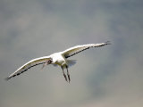 Sacred Ibis in Flight, Ngorongoro Crater, Ngorongoro, Tanzania Photographic Print