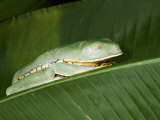 Close-Up of a Gliding Tree Frog on a Banana Leaf, Costa Rica Lámina fotográfica Close-Up of a Gliding Tree Frog on a Banana Leaf, Costa Rica Lámina fotográfica