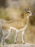 Klipspringer Standing in a Forest, Lake Manyara, Tanzania Photographic Print