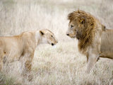 Lion and a Lioness Standing Face to Face in a Forest, Ngorongoro Crater, Ngorongoro, Tanzania Photographic Print