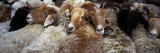 Goats in a Market, Kashgar, Xinjiang Province, China Photographic Print by Panoramic Images 