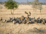 Flock of Vultures on a Kill, Ngorongoro Crater, Ngorongoro, Tanzania Photographic Print