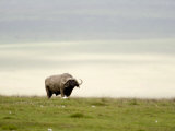 Cape Buffalo Walking in a Field, Ngorongoro Crater, Ngorongoro, Tanzania Photographic Print