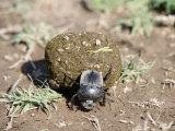 Close-Up of a Dung Beetle, Ndutu, Ngorongoro, Tanzania Photographic Print
