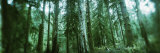 Trees in a Rainforest, Olympic National Park, Olympic Peninsula, Washington State, USA Lámina fotográfica por Panoramic Images Trees in a Rainforest, Olympic National Park, Olympic Peninsula, Washington State, USA Lámina fotográfica por Panoramic Images