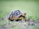 Leopard Tortoise Moving Slowly in a Field, Tarangire National Park, Tanzania Photographie