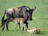 Newborn Wildebeest Calf and Mother with Hunting Golden Jackals, Ngorongoro Crater, Tanzania Photographie