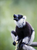 Black and White Ruffed Lemur Sitting on a Branch, Lemur Island, Madagascar Photographic Print