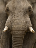 Close-Up of an African Elephant Trunk, Lake Manyara, Tanzania Photographic Print