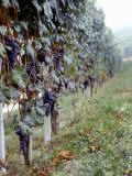 Bunches of Grapes Growing in a Vineyard, Barbaresco Docg, Piedmont, Italy Photographic Print