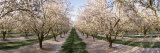 Almond Trees in an Orchard, Central Valley, California, USA Photographic Print by Panoramic Images 