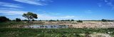 Wild Animals at a Waterhole, Okaukuejo, Etosha National Park, Kunene Region, Namibia Photographic Print by Panoramic Images 