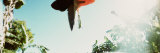 Banana Flower Hanging on the Tree, San Jose, Costa Rica Lámina fotográfica por Panoramic Images
