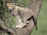 Cheetah Cub Climbing a Tree, Ndutu, Ngorongoro, Tanzania Photographic Print