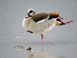 Egyptian Goose Standing in Water, Ngorongoro Crater, Ngorongoro, Tanzania Photographic Print