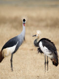 Grey Crowned Cranes in a Field, Ngorongoro Crater, Ngorongoro, Tanzania Photographic Print