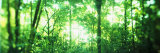 Panoramic Images - Trees in a Rainforest, Arenal Region, Costa Rica Fotografická reprodukce Panoramic Images - Trees in a Rainforest, Arenal Region, Costa Rica Fotografická reprodukce