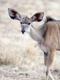Female Lesser Kudu, Samburu National Park, Rift Valley Province, Kenya Photographic Print