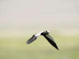 Blacksmith Plover Flying, Ngorongoro Crater, Ngorongoro, Tanzania Lámina fotográfica Blacksmith Plover Flying, Ngorongoro Crater, Ngorongoro, Tanzania Lámina fotográfica