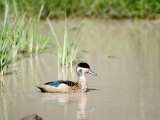 Hottentot Teal Swimming in a Lake, Ngorongoro Crater, Ngorongoro, Tanzania Photographic Print