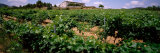 Vine Crop in a Field, Vilafranca Del Penedes, Catalonia, Spain Photographic Print by Panoramic Images 