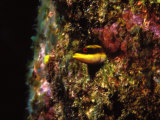 Wrasse Blenny in Coral Wall in the Sea Photographic Print