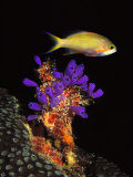 Bluebell Tunicate and Anthias Fish in the Sea Photographic Print