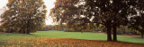 Autumnal Trees in a Park, Westpark, Munich, Bavaria, Germany Photographic Print by Panoramic Images 