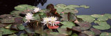 Water Lilies in a Pond, Sunken Garden, Olbrich Botanical Gardens, Madison, Wisconsin, USA Photographic Print by Panoramic Images Water Lilies in a Pond, Sunken Garden, Olbrich Botanical Gardens, Madison, Wisconsin, USA Photographic Print by Panoramic Images