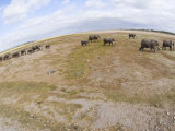 Herd of African Elephants, Amboseli, Kenya Photographie