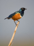 Superb Starling Perching on a Branch, Tarangire National Park, Tanzania Photographie