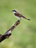 Close-Up of an Isabella Shrike Perching on a Branch, Lake Manyara, Tanzania Photographic Print