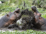 Two Hippopotamuses Sparring in Water, Ngorongoro Crater, Ngorongoro, Tanzania Photographic Print