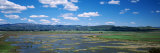 Moss in a Wetland, Marin County, California, USA Photographic Print by Panoramic Images 