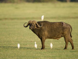 Cape Buffalo Standing with Cattle Egrets, Lake Manyara, Tanzania Photographic Print
