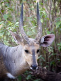 Close-Up of a Bushbuck, Lake Manyara, Tanzania Photographic Print