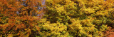 Autumnal Trees in a Park, Ludwigsburg Park, Ludwigsburg, Baden-Wurttemberg, Germany Lámina fotográfica por Panoramic Images