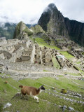 View of Llama with Incan Ruins in the Background, Machu Picchu, Peru Photographie