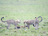 Cheetah Cubs Hunting Thomson's a Gazelle, Masai Mara National Reserve, Kenya Photographic Print
