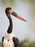 Close-Up of a Saddle Billed Stork Bird, Tarangire National Park, Tanzania Photographic Print