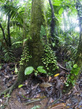 Trees in a Rainforest, Costa Rica Photographic Print