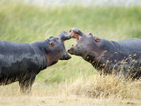 Two Hippopotamuses Sparring in a Forest, Ngorongoro Crater, Ngorongoro, Tanzania Photographie