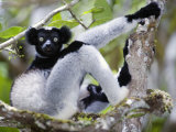 Indri Lemur Sitting on a Tree, Andasibe-Mantadia National Park, Madagascar Photographic Print