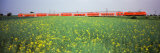 Commuter Train Passing Through Oilseed Rape Fields, Baden-Wurttemberg, Germany Photographic Print by Panoramic Images 