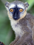 Close-Up of a White-Headed Lemur, Berenty, Madagascar Photographic Print
